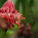 Manfaat Bunga Kecombrang untuk Kesehatan Tubuh Secara Alami manfaat bunga kecombrang